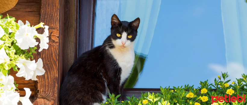 Do Cats Suffer from Heat? Summer Heat and Its Effects on Cats