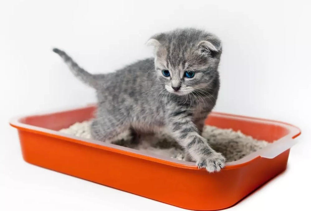 Kitten in its litter box