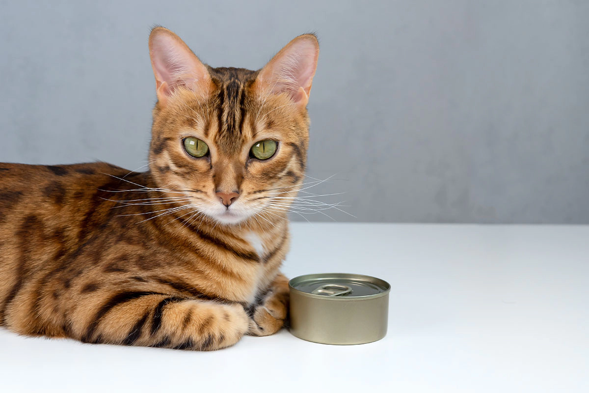 Cat standing next to unbranded canned food