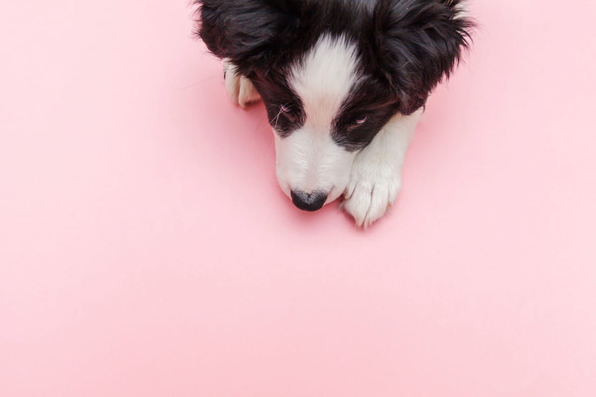Black and white dog with its face pressed against a pink background