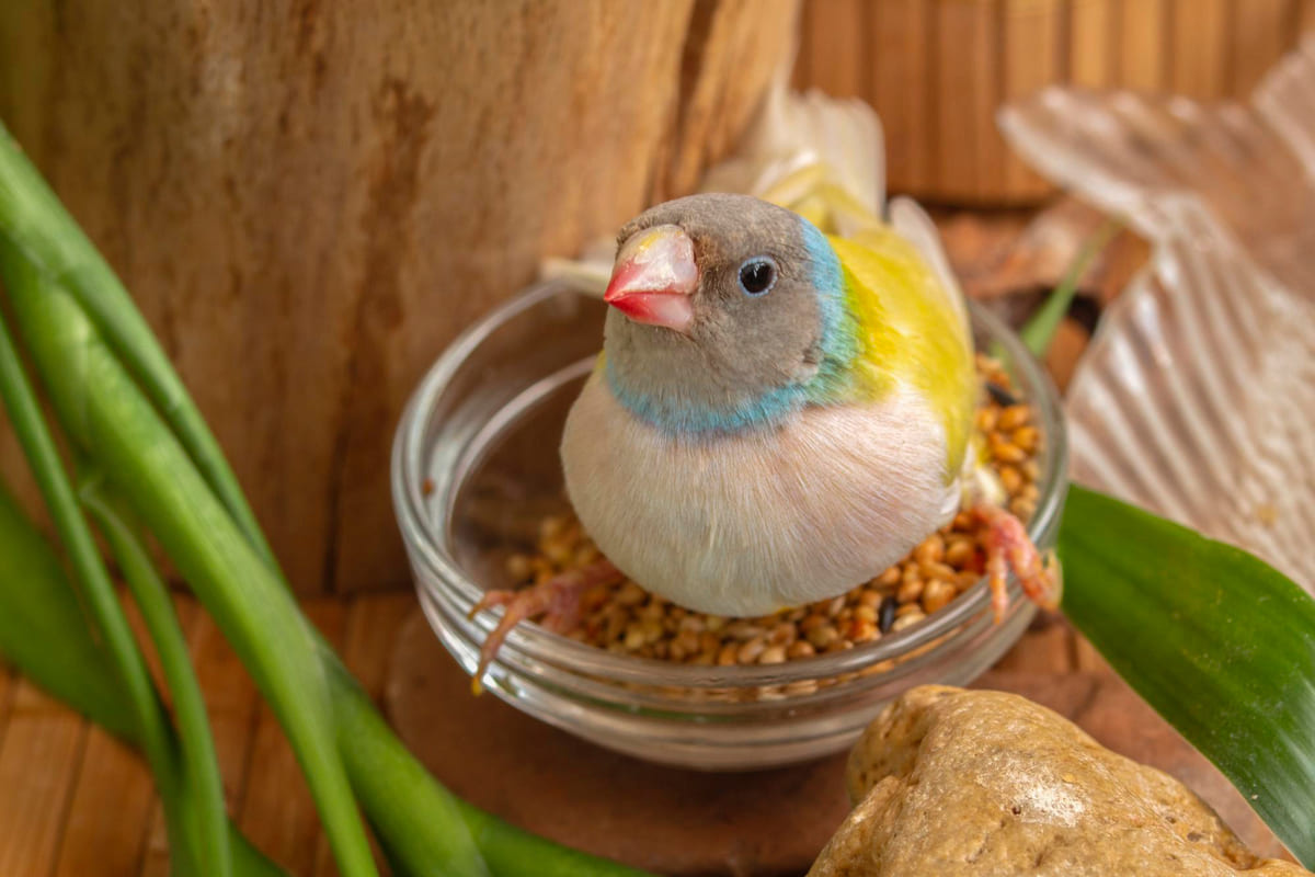 Colorful bird species perched on food in a glass container