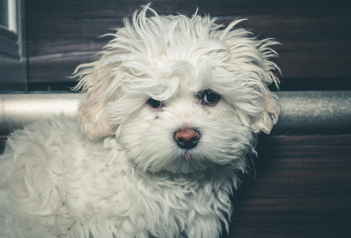 Small breed puppy