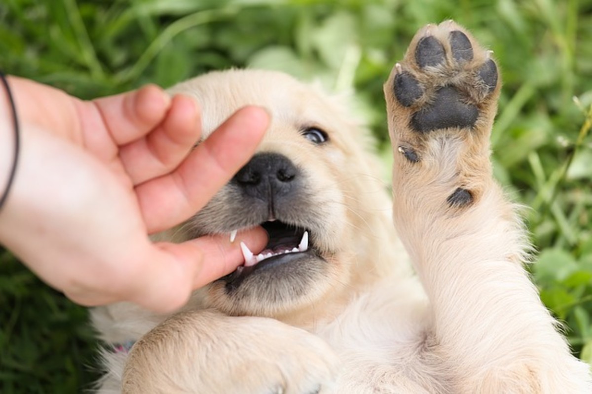 A puppy biting its owner's finger