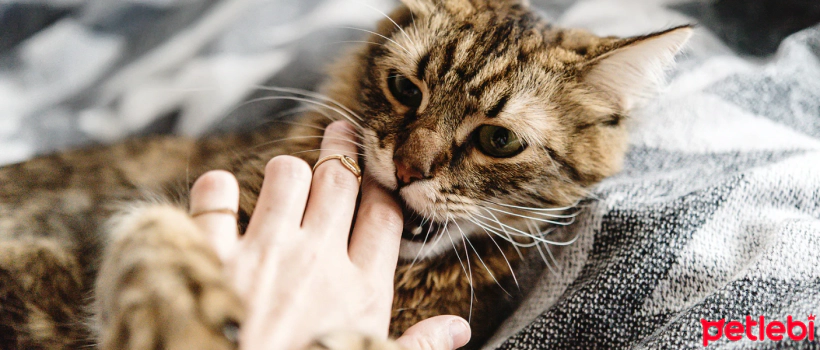 Why Do Some Cats Become Aggressive When Petted?