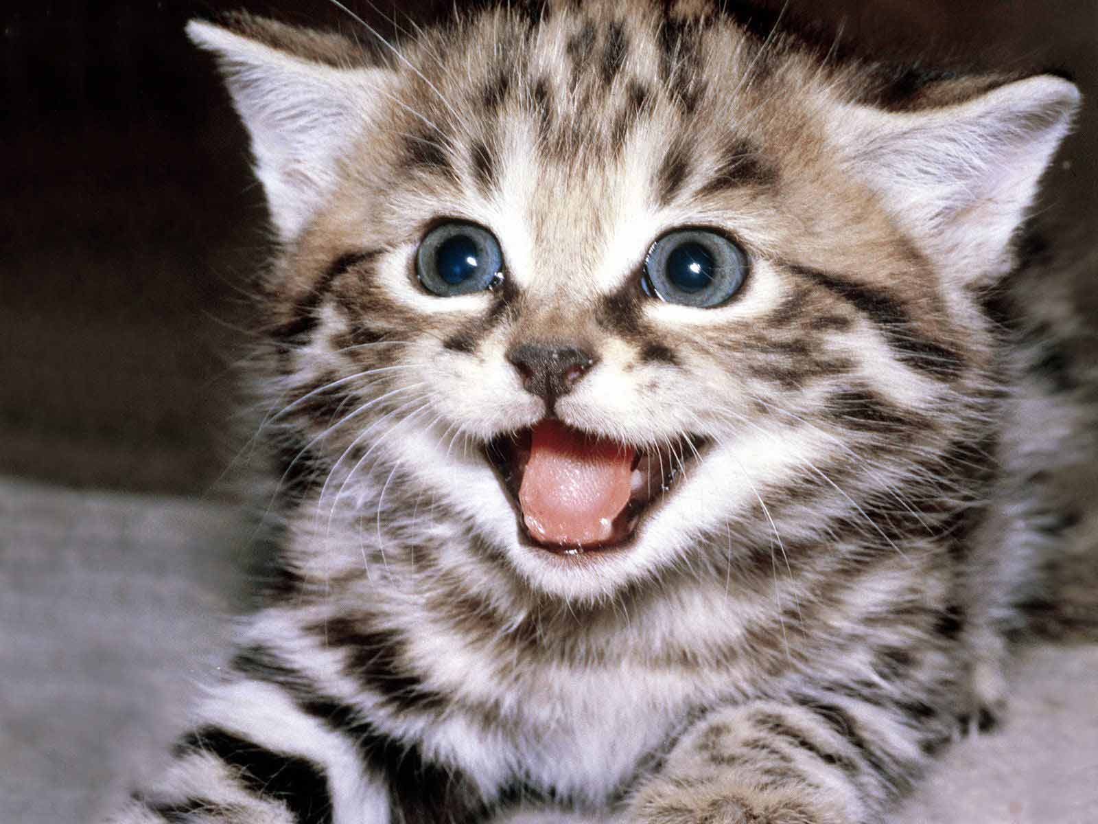 A tabby kitten with its mouth open