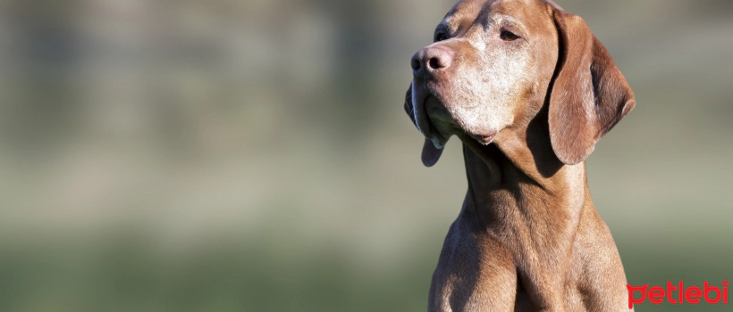What You Need to Know About Cataract Disease in Dogs