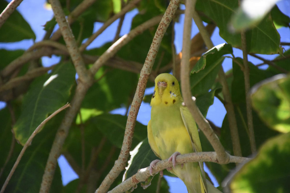 Budgie camouflaged among leaves on a tree branch
