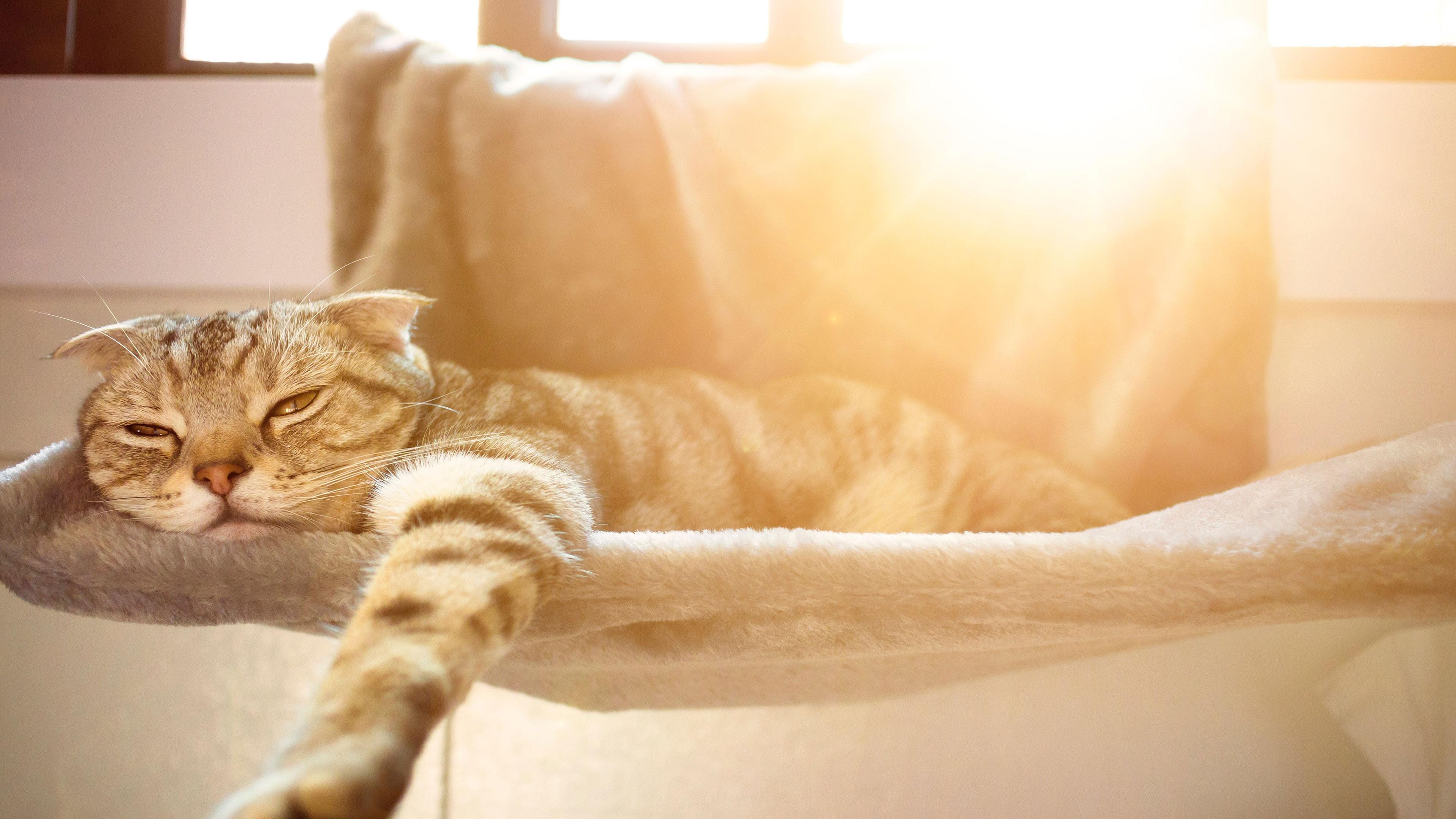 Living in the sun Cat