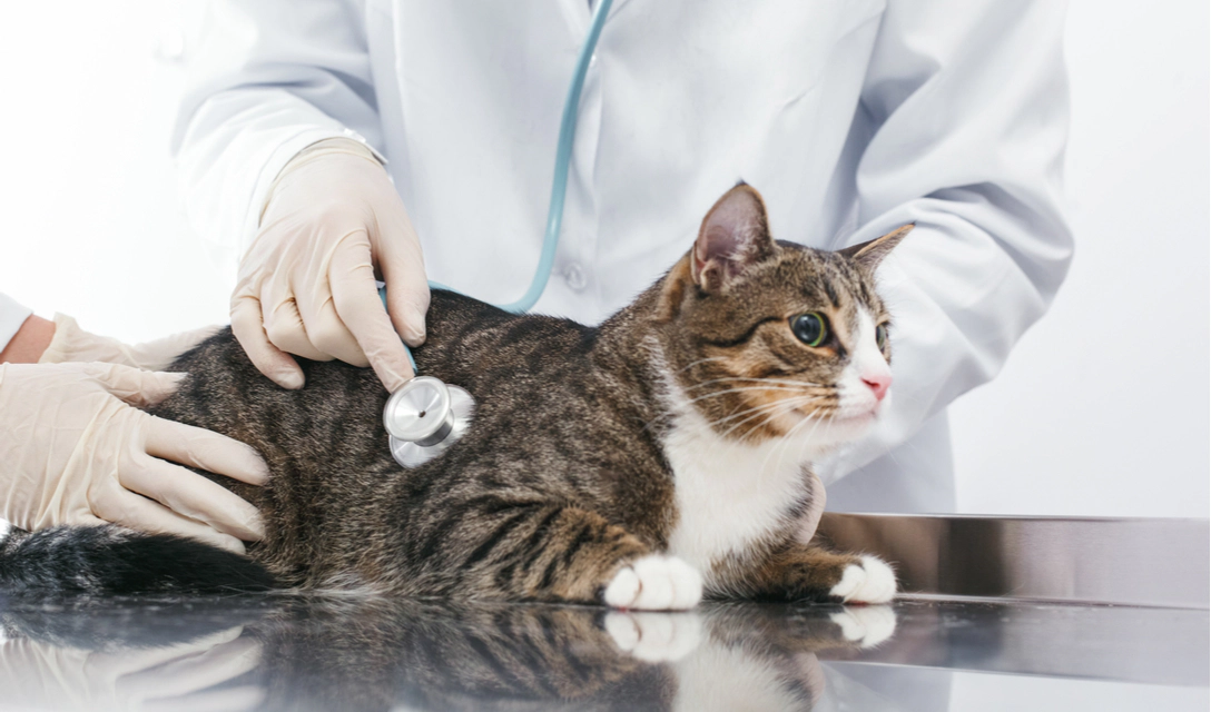 Cat under veterinary supervision