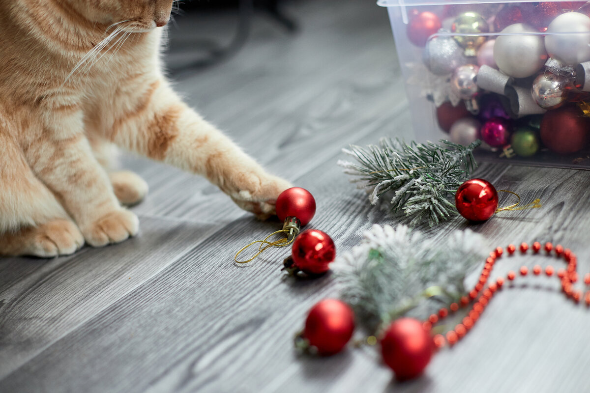 Cat playing with Christmas decorations