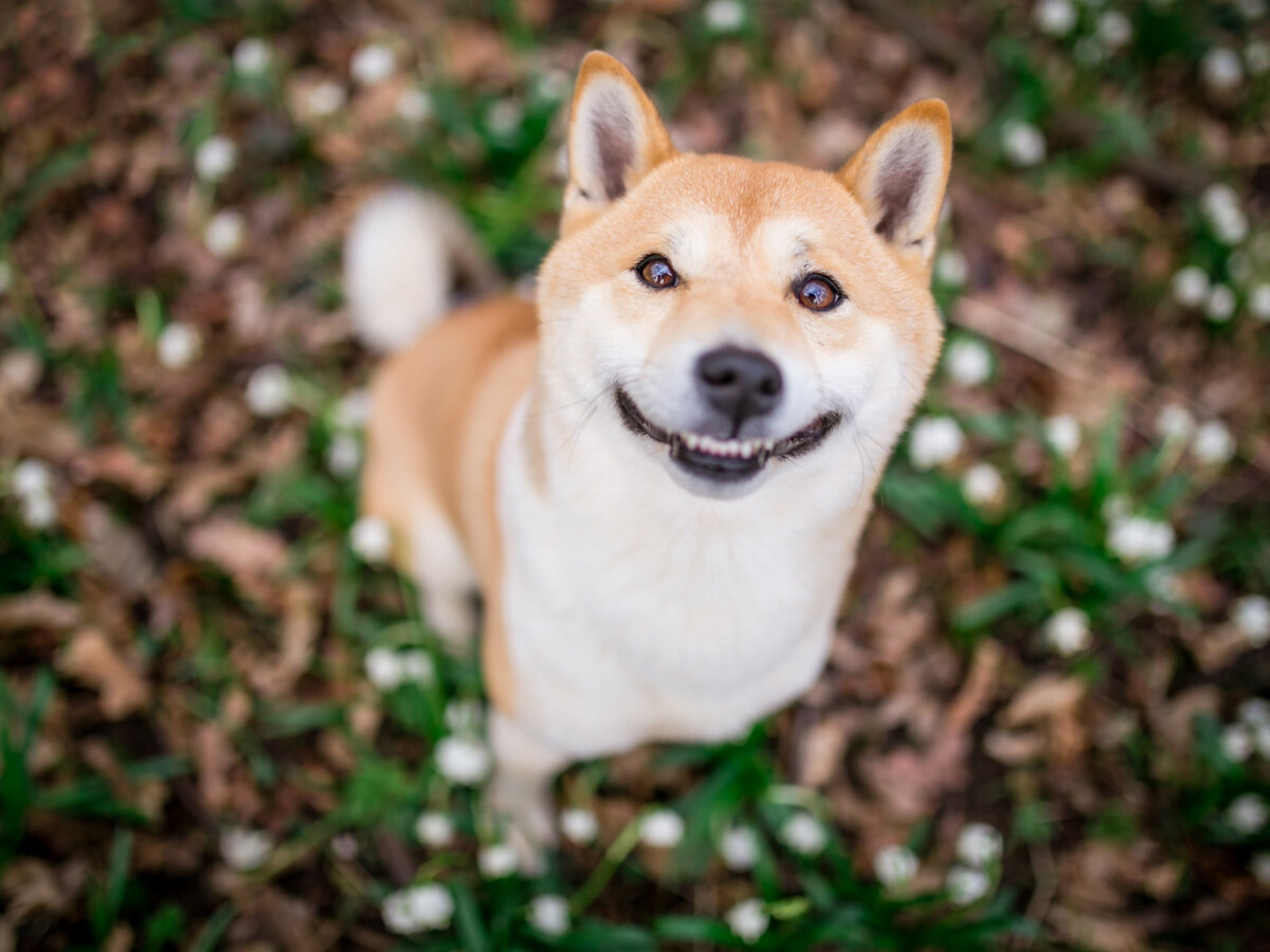Shiba Inu lifting its head and looking as if smiling