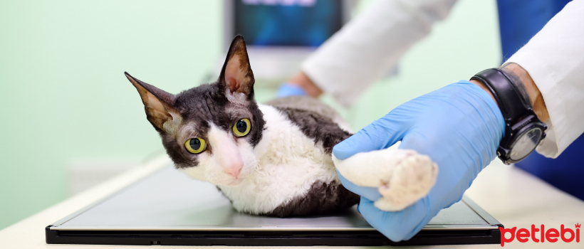 What are Parasites (Internal and External) in Cats and Why Do They Occur?