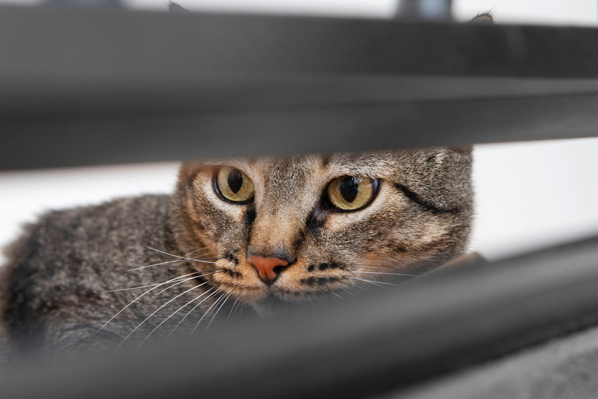 Scared cat lying down