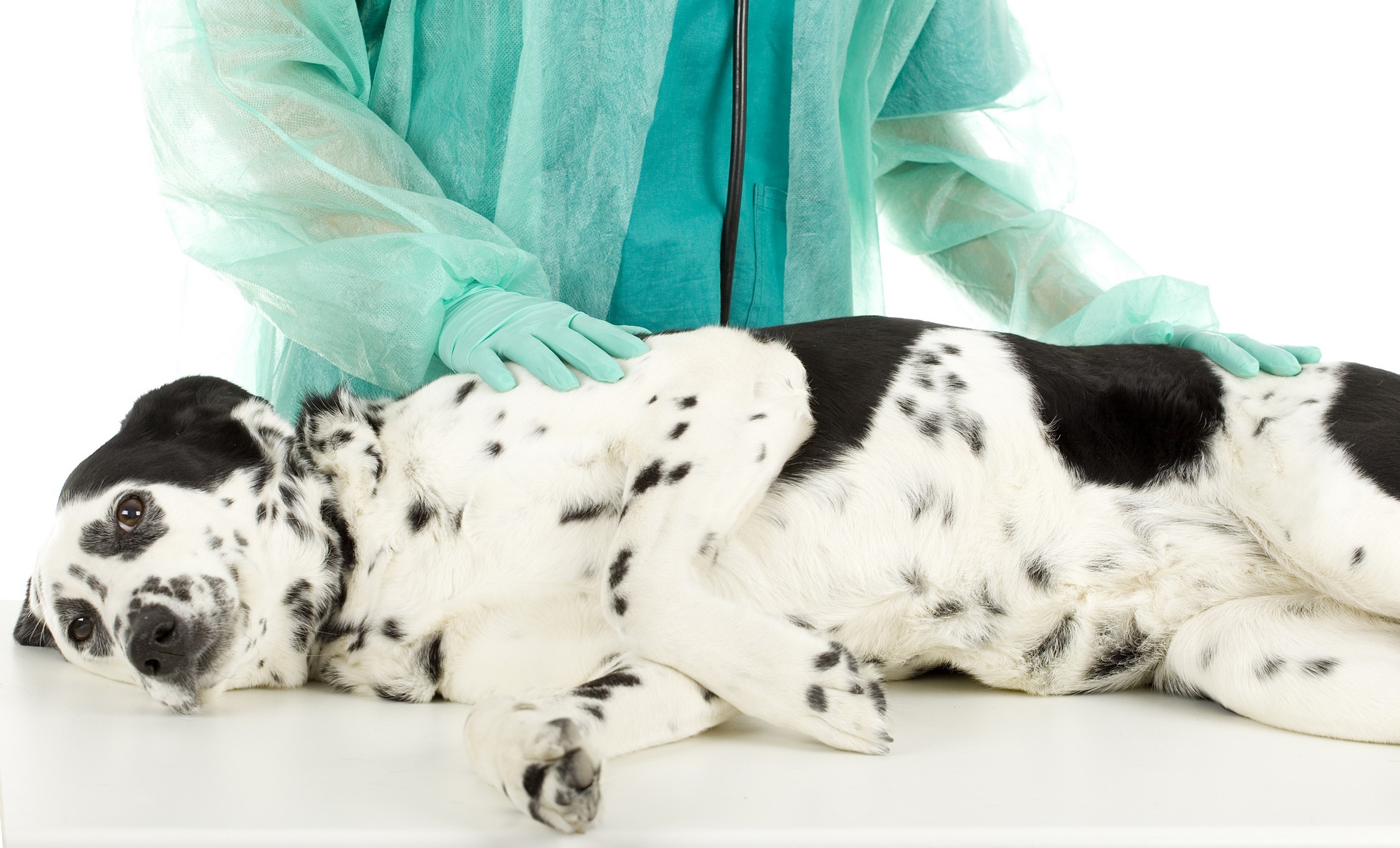 A dog lying on a stretcher