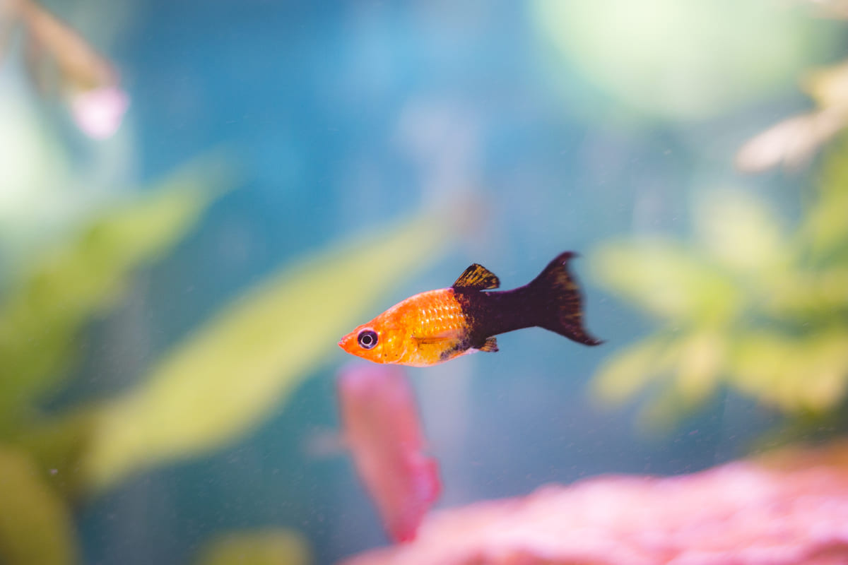 Black Fish with its Own Orange Tail