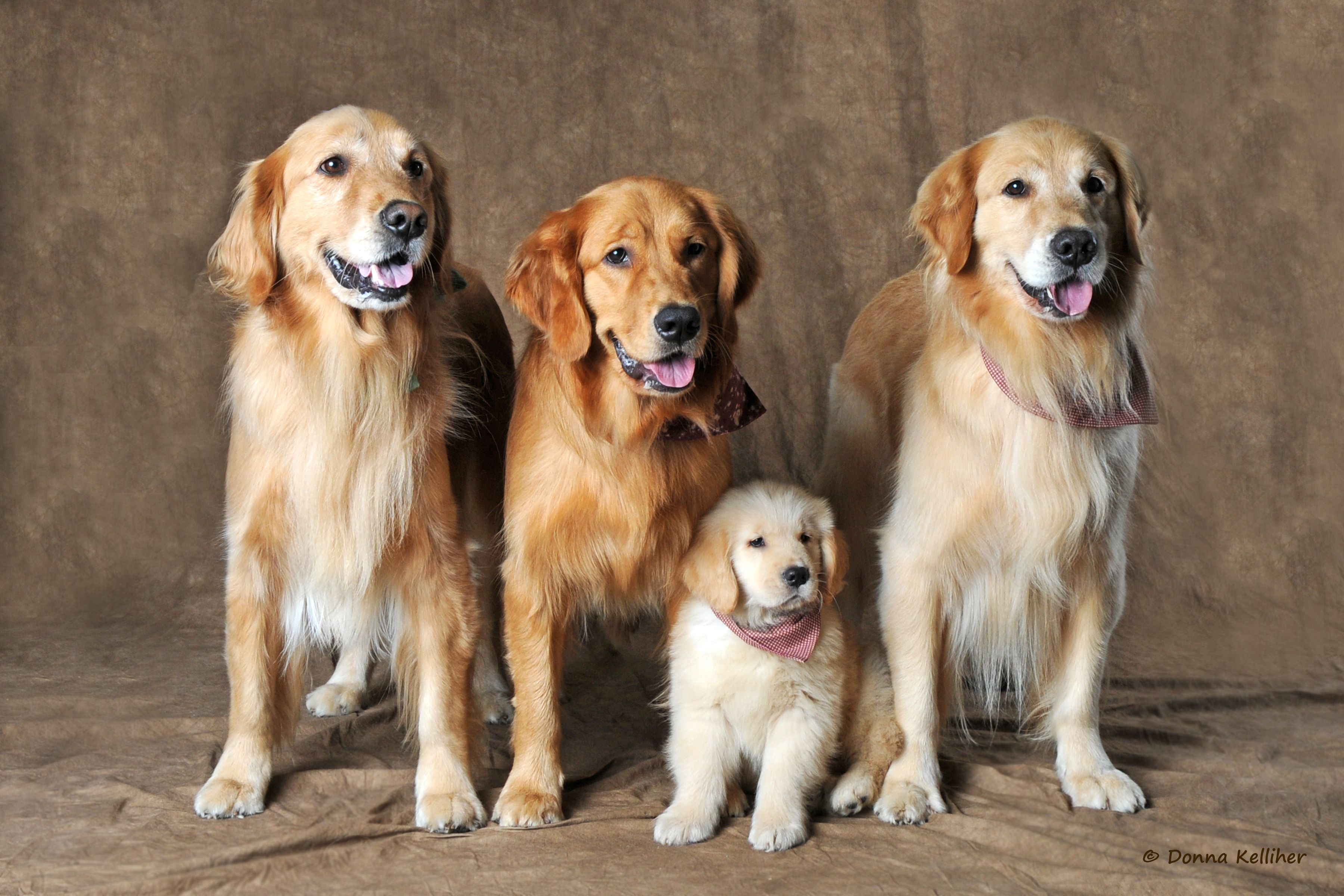 Four large breed brown dogs