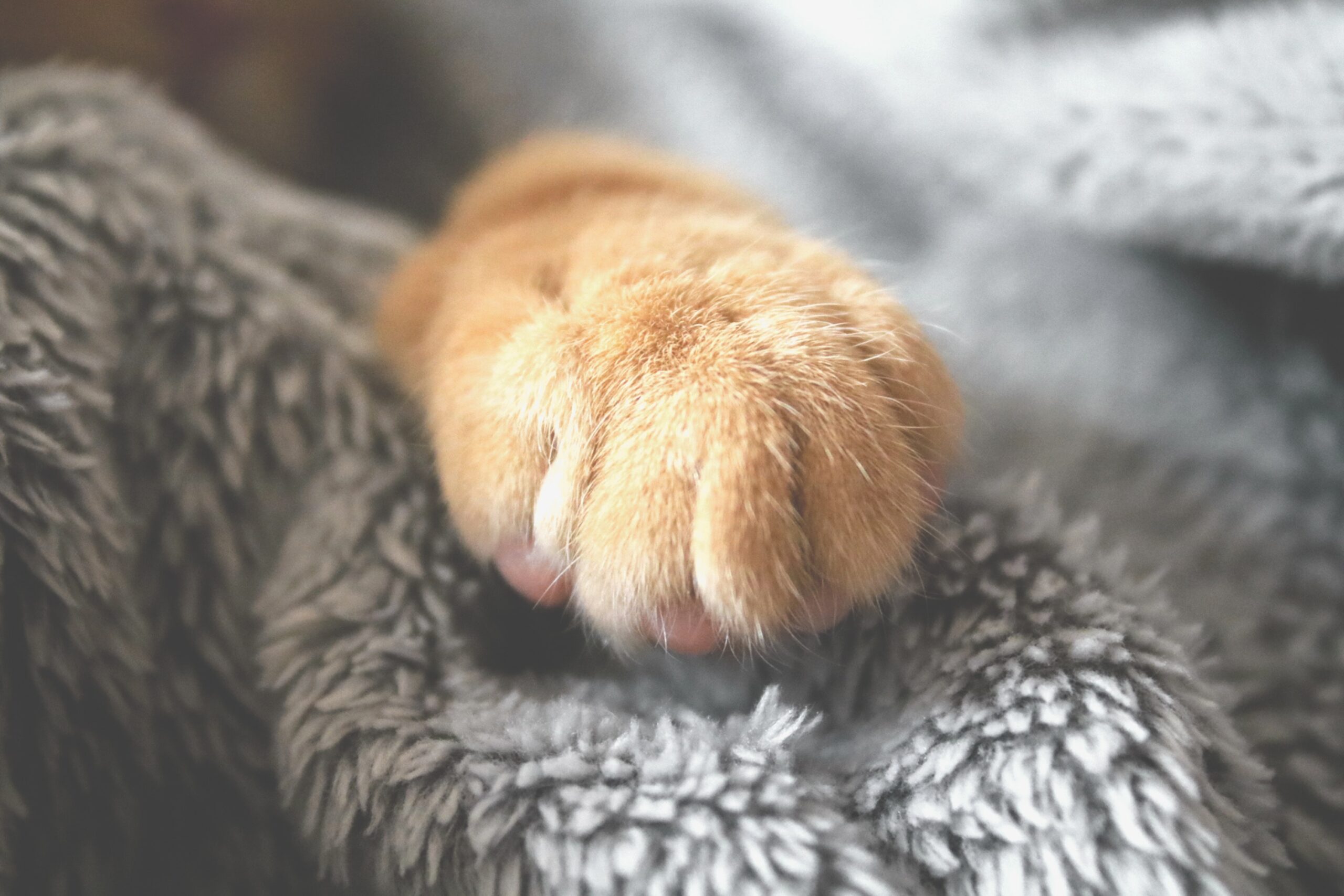 cat's paw on the gray blanket