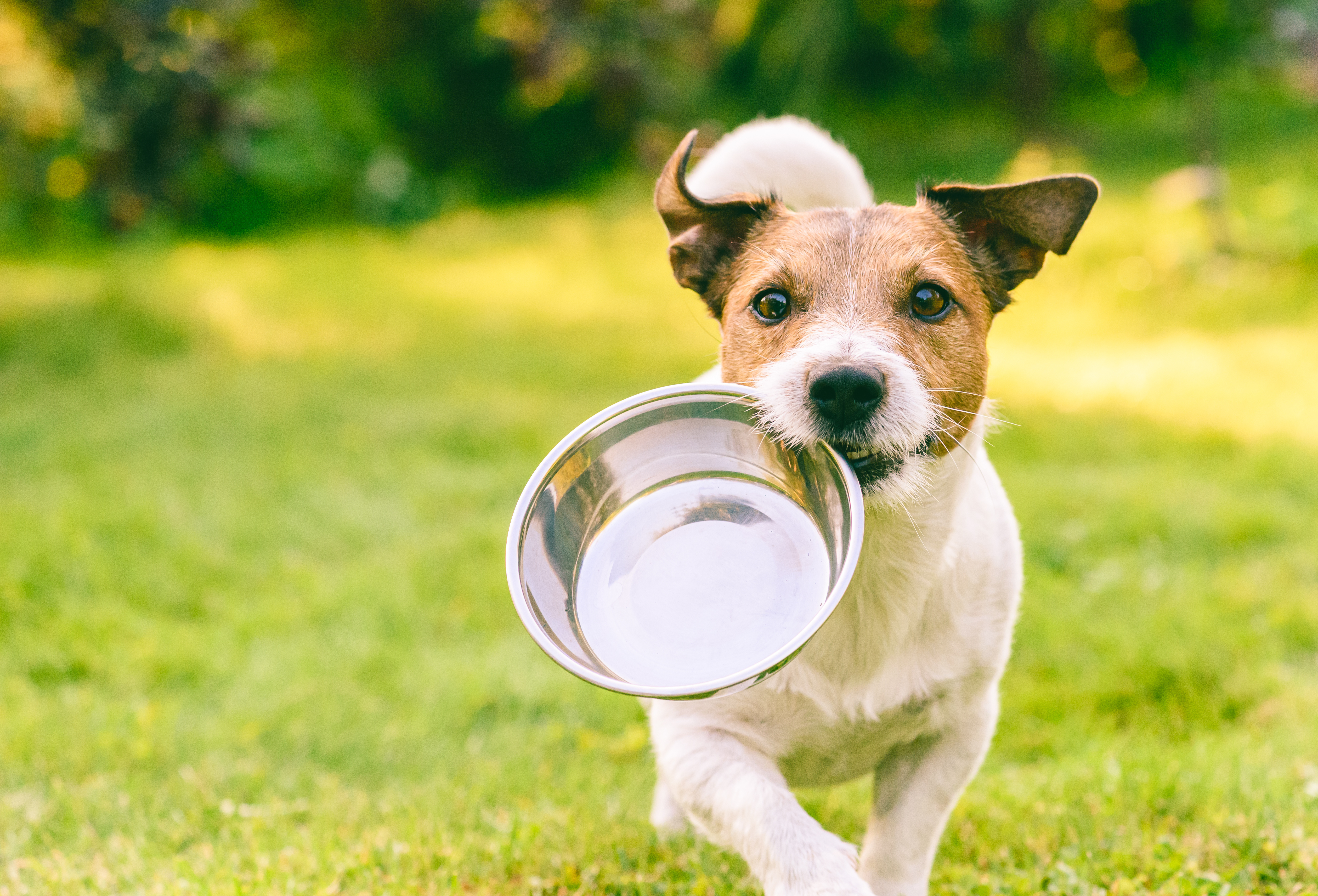 Small breed dog carrying food bowl in its mouth