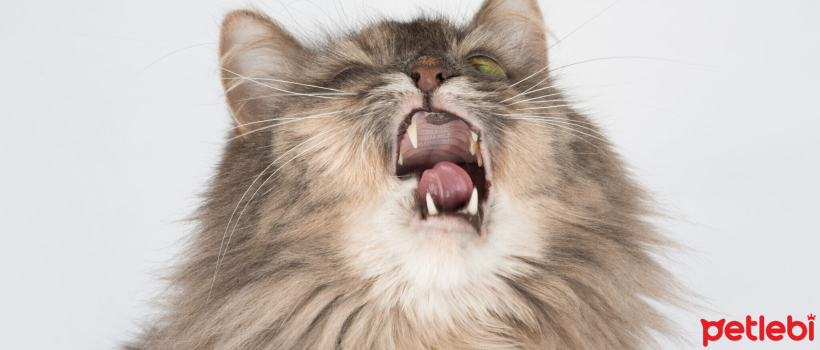 Allergies Seen in Cats