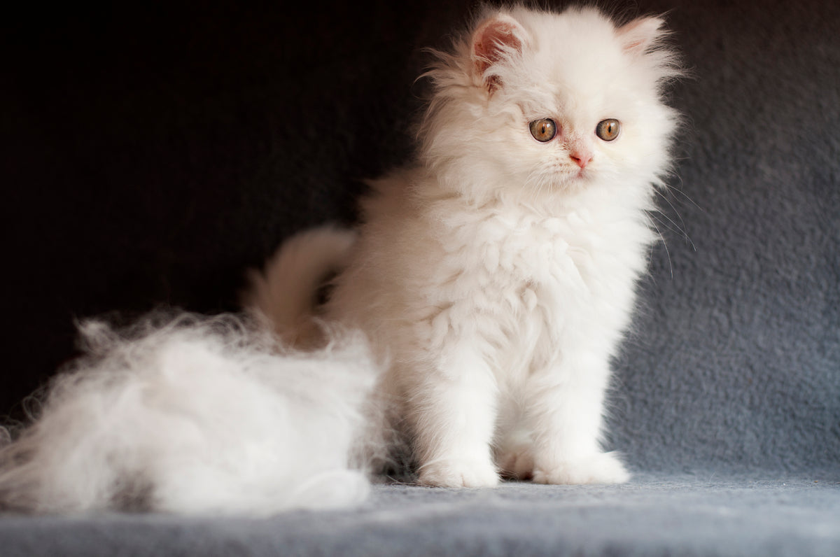 White-furred kitten and hairball