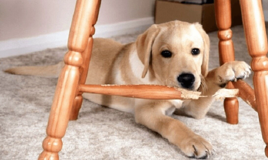 puppy chewing on a chair
