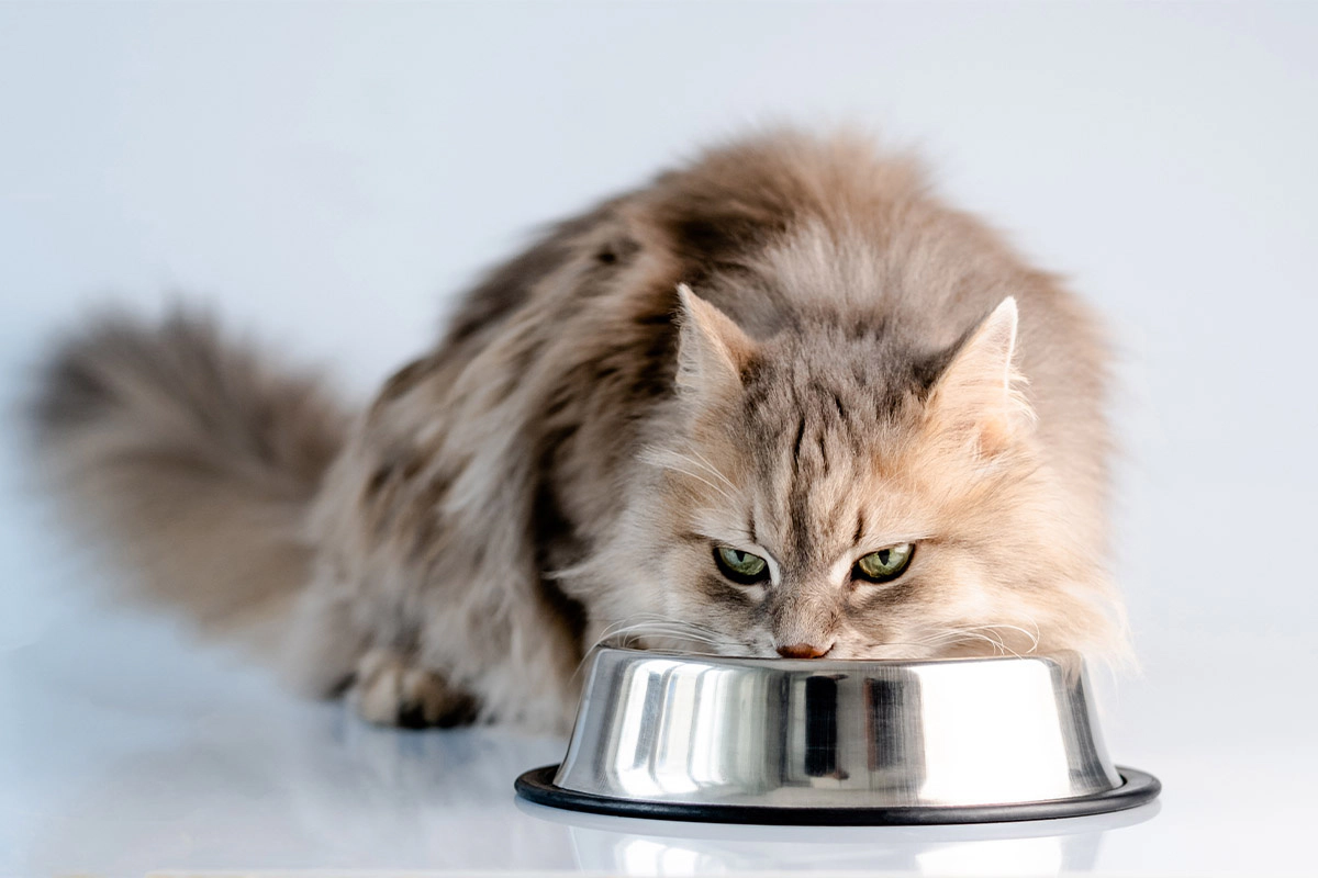 Long-haired cat eating food