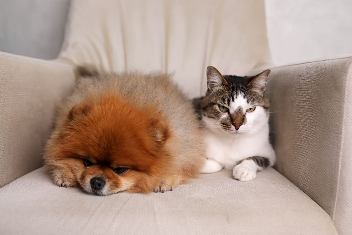 A cat and a dog sitting on a sofa