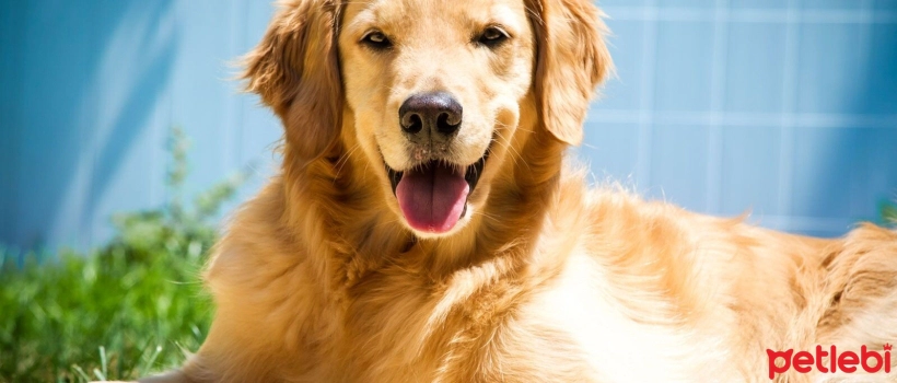 Does a Golden Retriever Shed? How to Prevent Shedding?