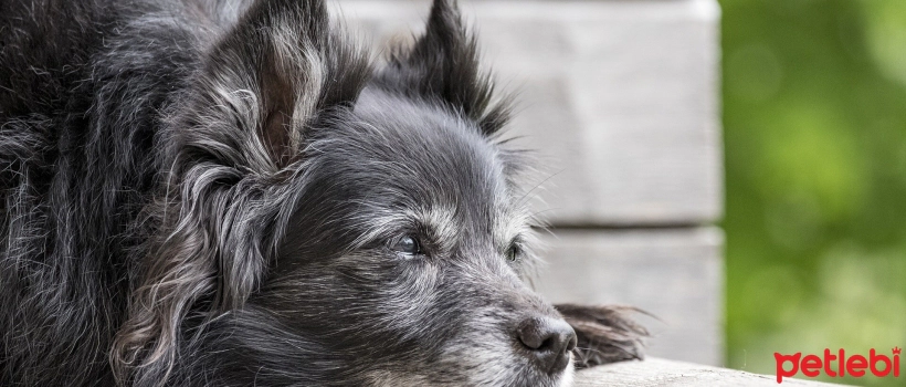 6 Ways to Make Senior Dogs Happy