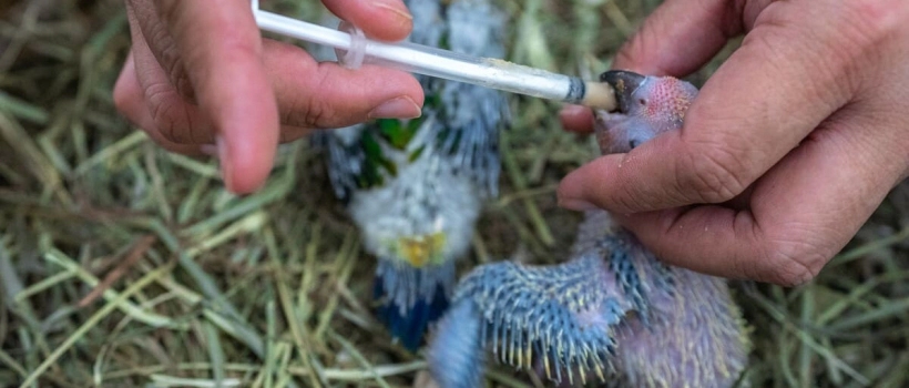 What Do Baby Budgies Eat and How Should They Be Fed?