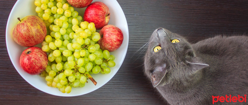 Do Cats Eat Fruit? What is the Relationship Between Cats and Fruits?