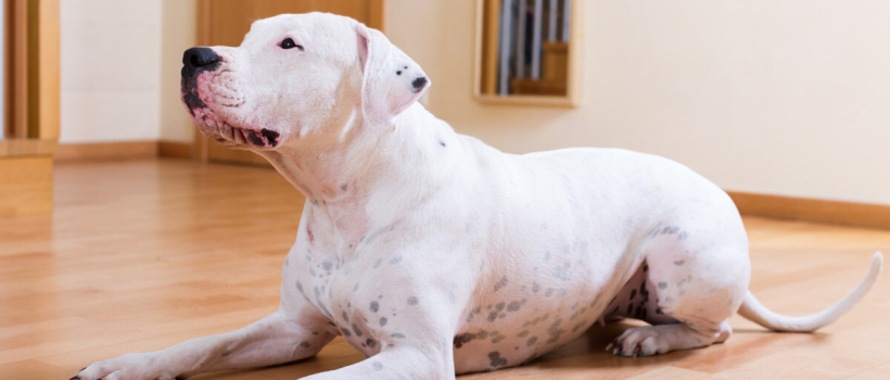 Dogo Argentino Characteristics, Care and Feeding
