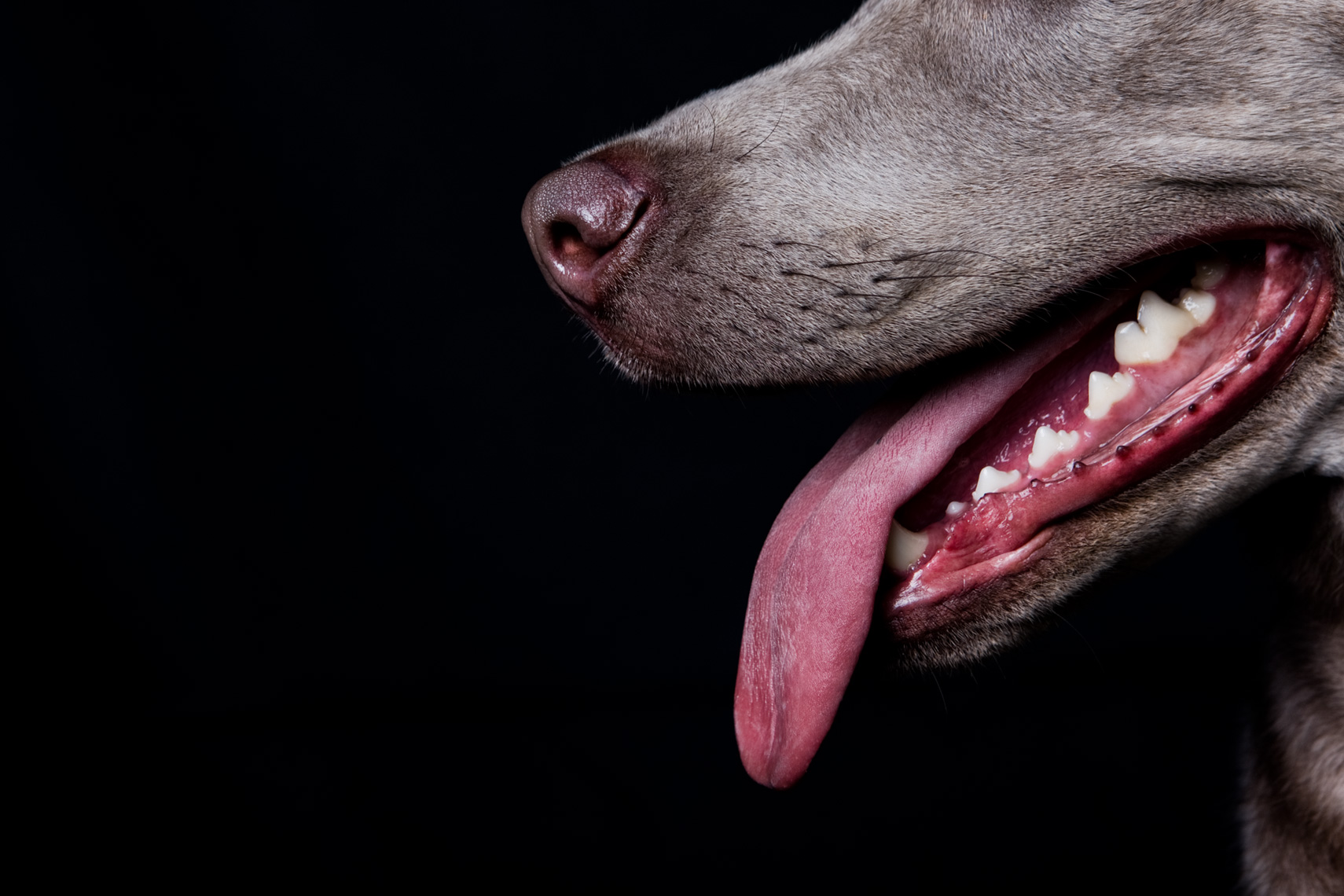 A dog with its tongue out