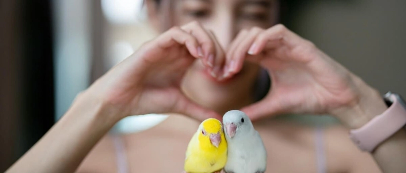 Common Misconceptions About Bird Care: Debunking Myths with Scientific Facts