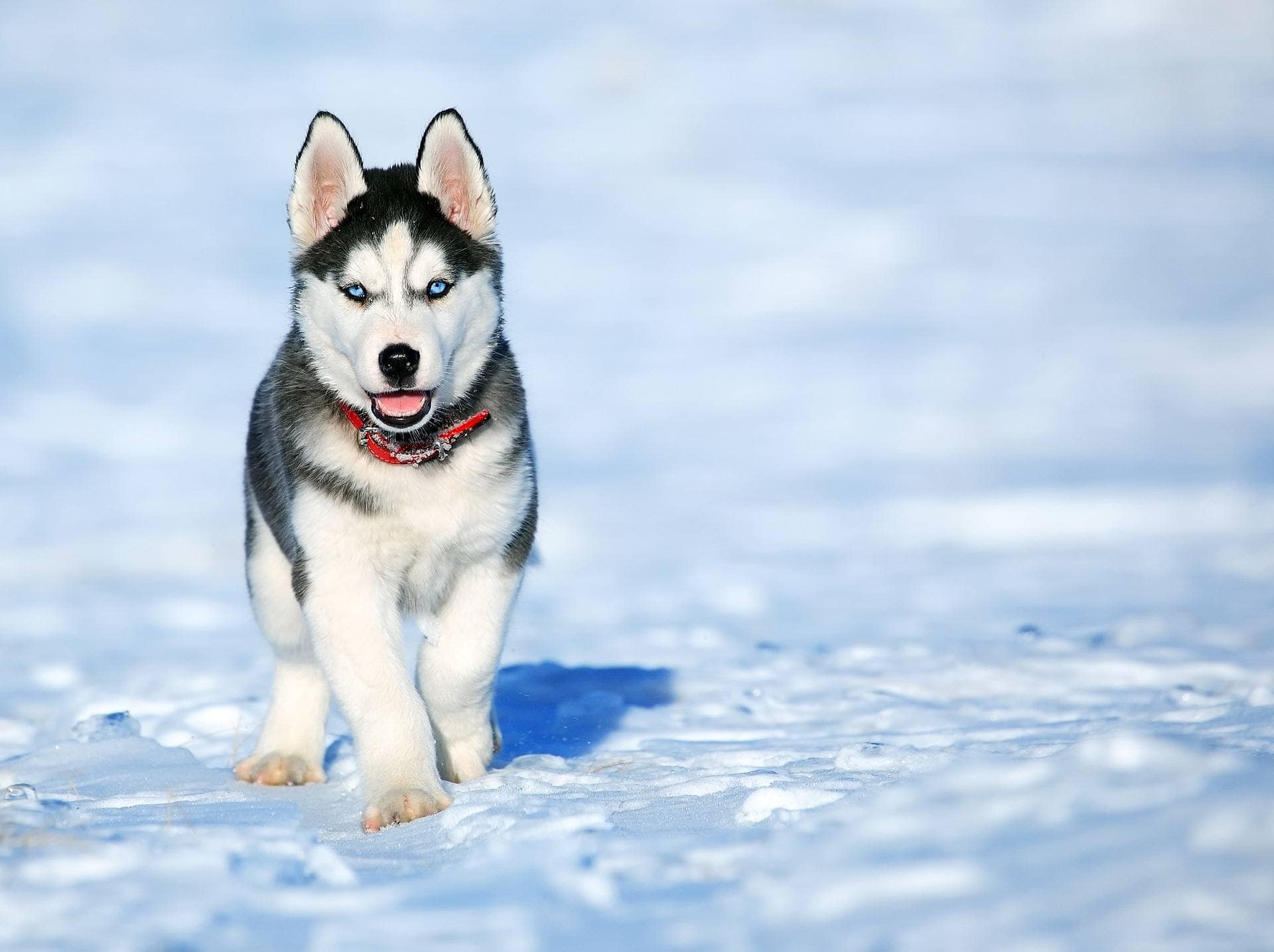 Siberian Husky puppy with red collar