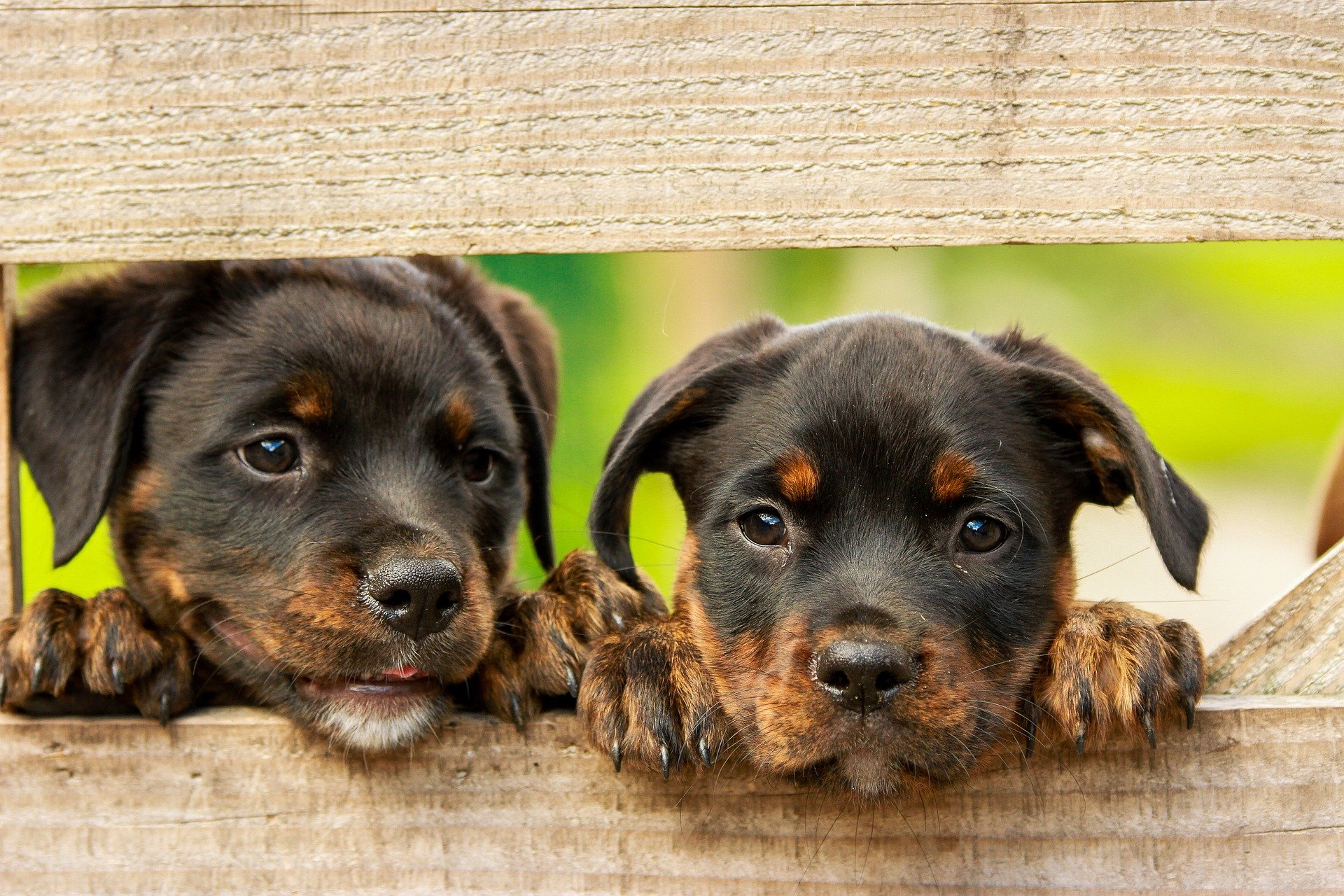 papillomas in dogs