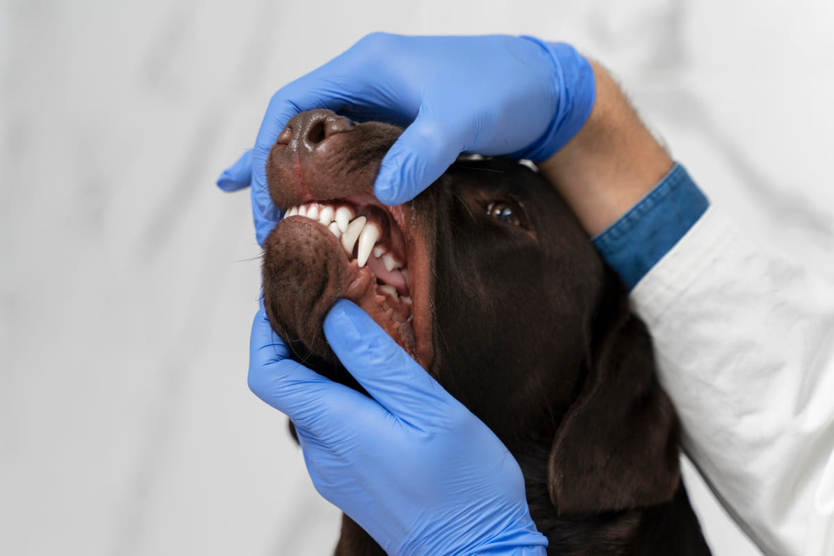 Teeth of a large brown dog being examined