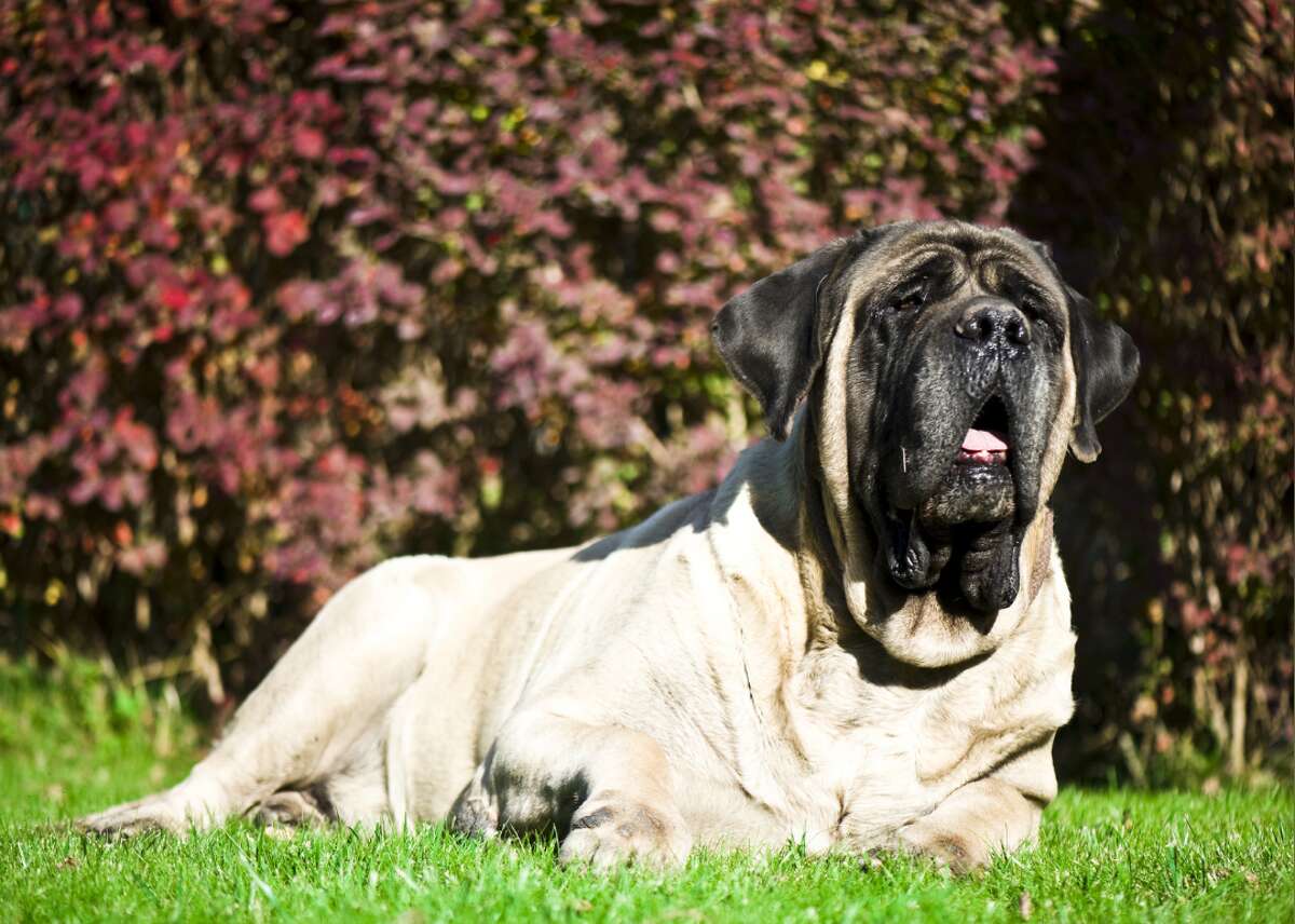 Cream-colored large breed dog lying in an open field