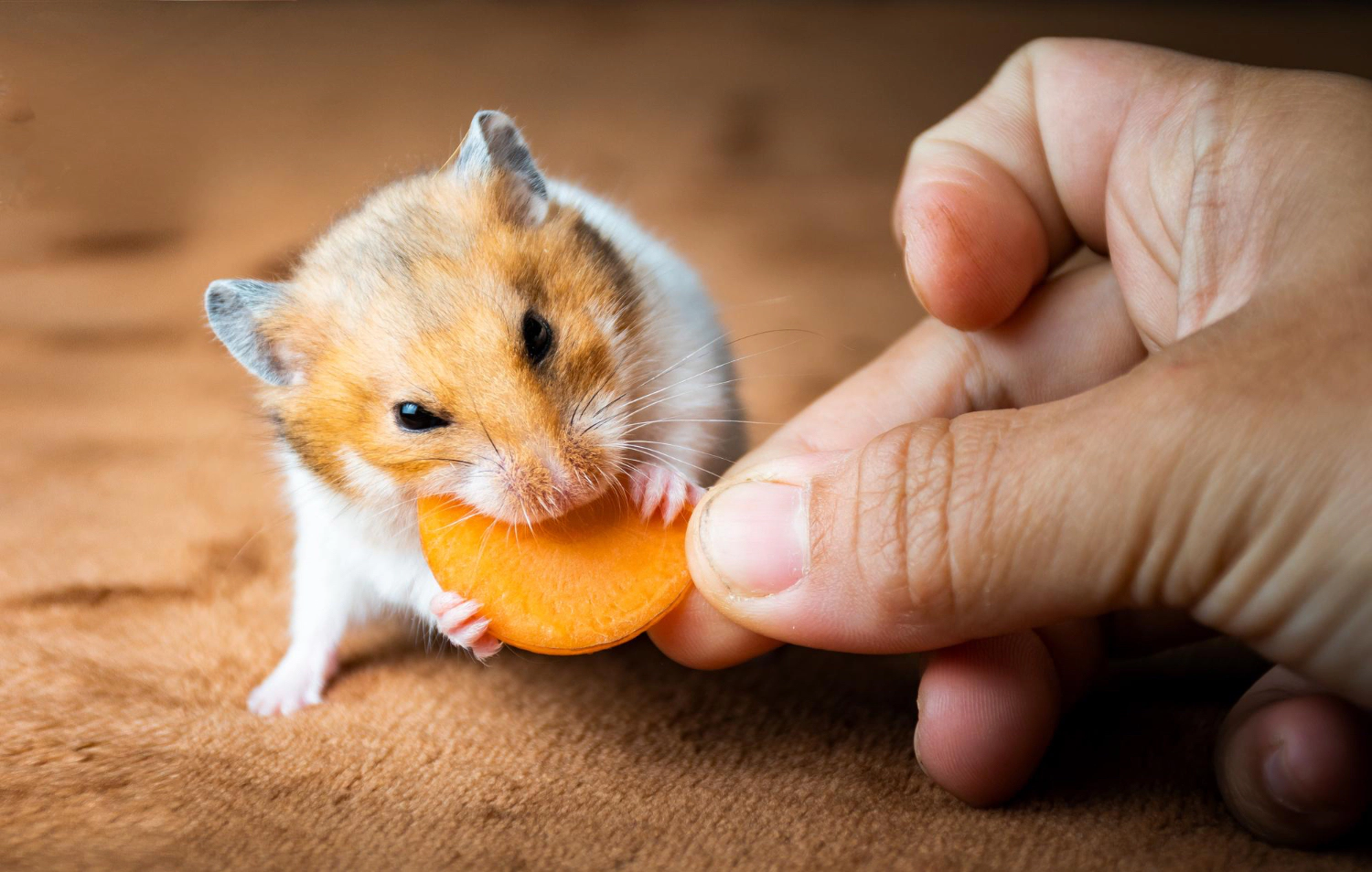 Hamster eating a carrot