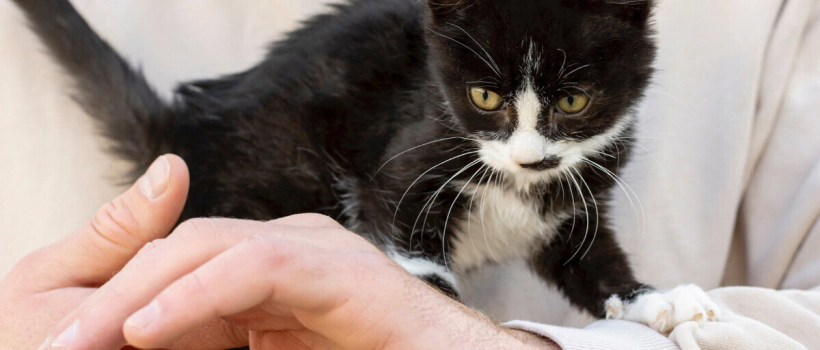 What is FIP Disease in Cats: Symptoms and Treatment Methods