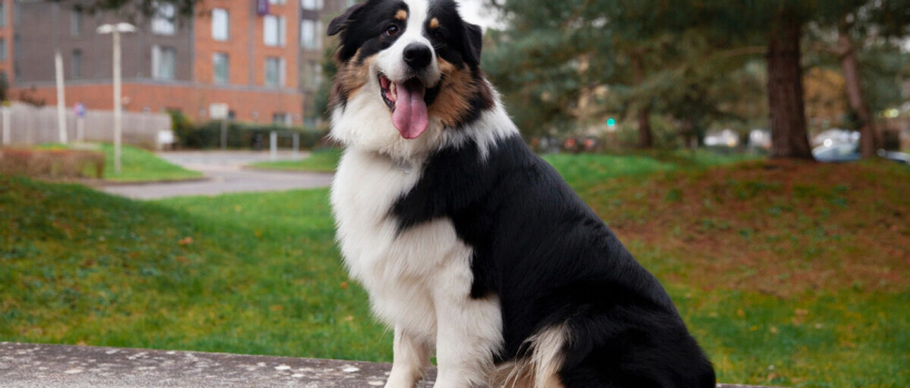 Border Collie Dog Characteristics, Care and Feeding
