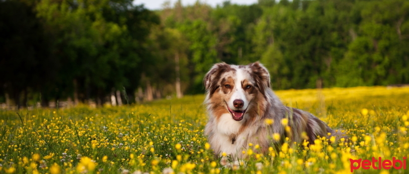 The Importance of Omega 3 and Omega 6 Fatty Acids in Dog Health