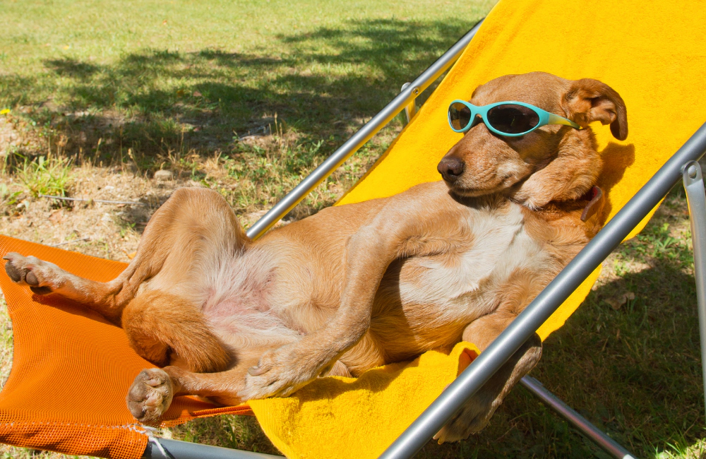 Dog sunbathing on a deck chair