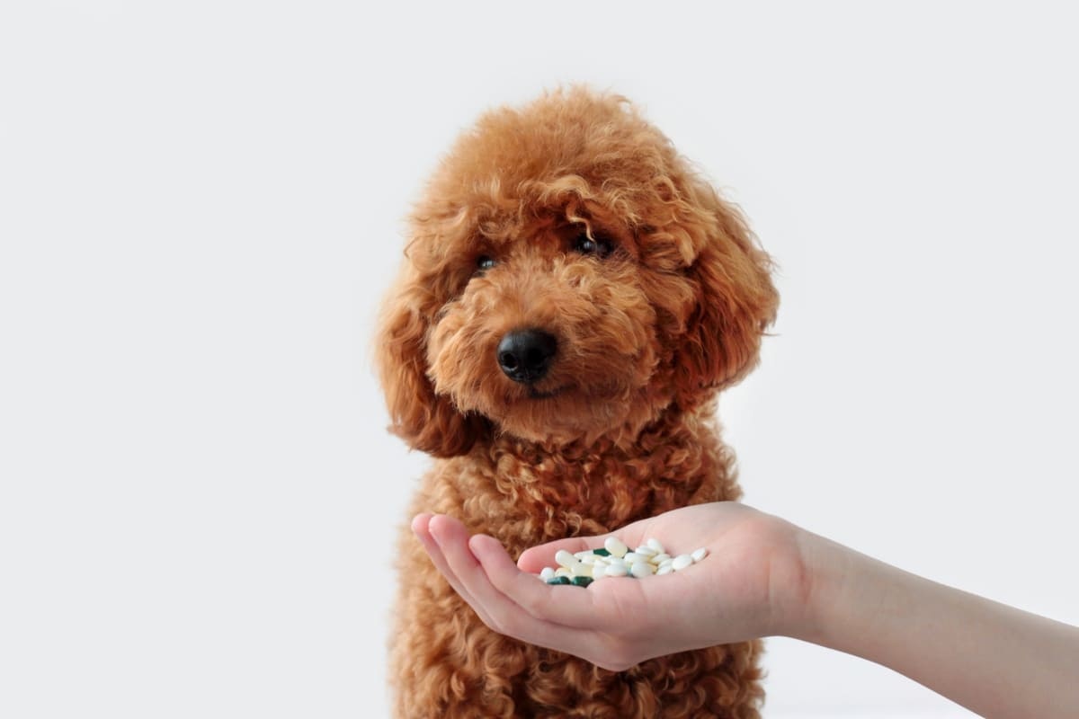 Poodle ignoring medicine in hand
