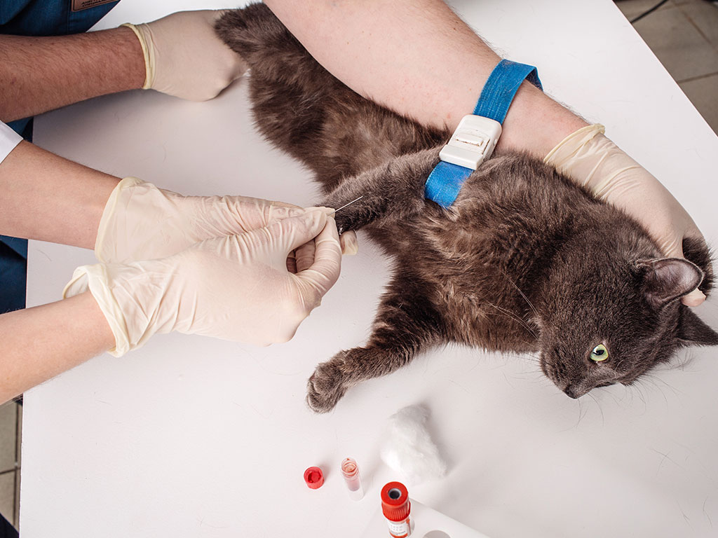 Cat undergoing blood test