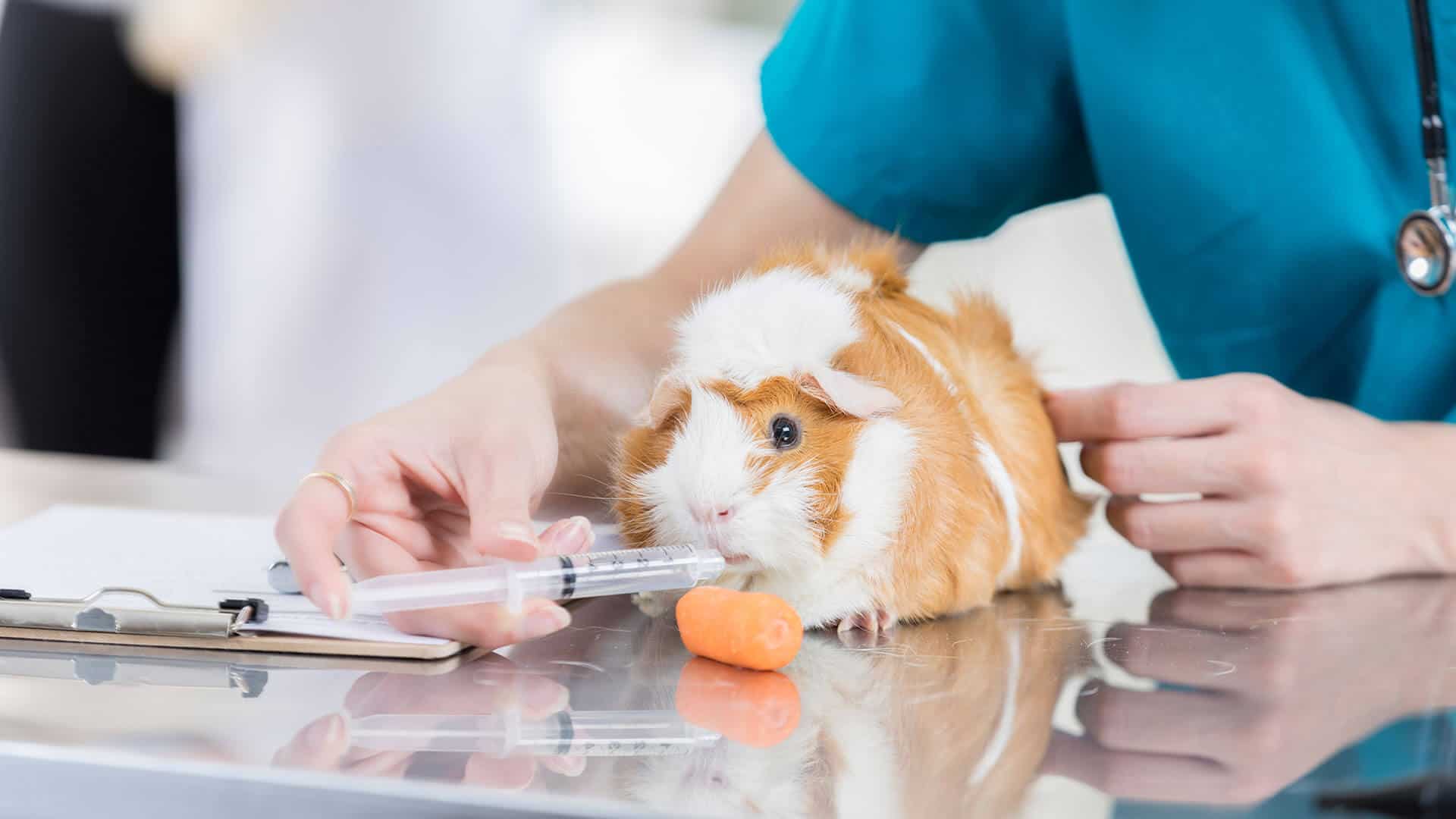 Guinea pig being injected with liquid orally
