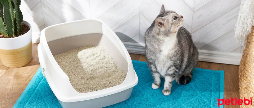 Causes, Symptoms, and Treatment of Urinary Incontinence in Cats