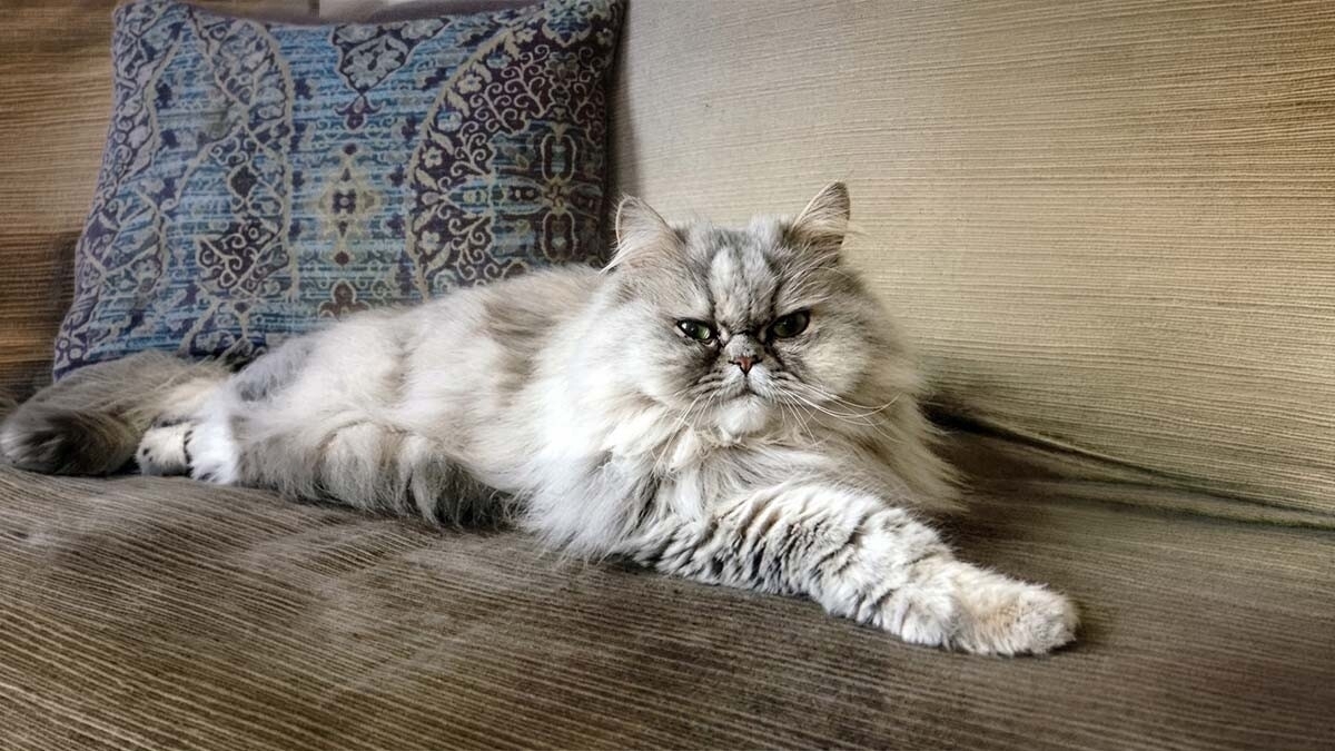 Kashmir Cat Characteristics, Care and Temperament