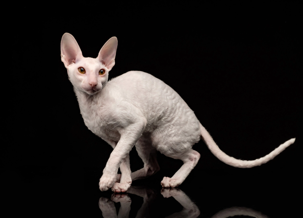 Cornish Rex cat on a black background