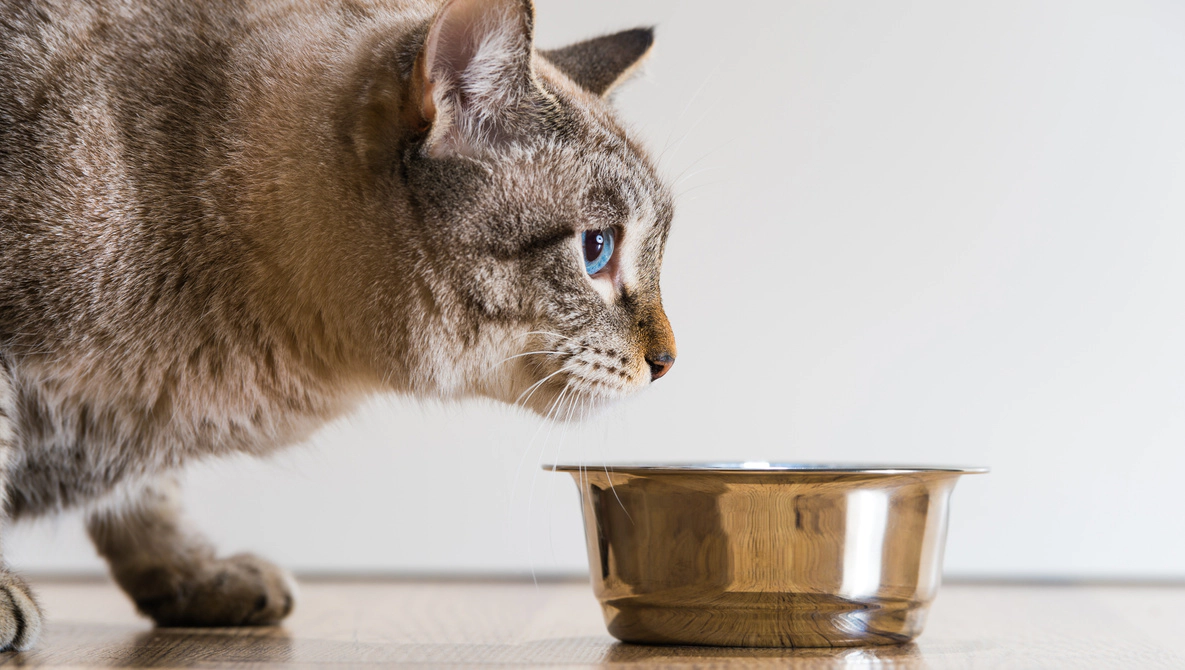 Cat standing next to its food bowl